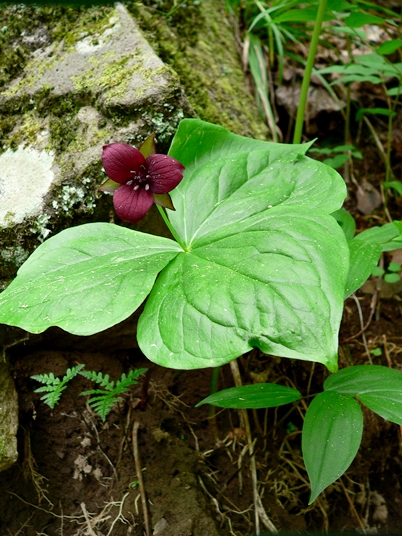 {Trillium sulcatum}
